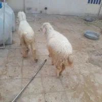 بر نر