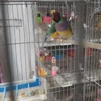 فنچ گلدین بالغ|پرنده|لاهیجان, یحی آباد|دیوار