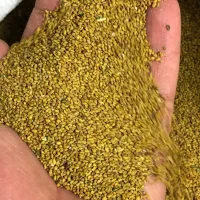 بذر یونجه بوجاری درشت درجه یک