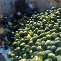 هندونه دمی دونه قرمزشب یلدام رسید