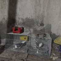 دوعدد کفتر ساده نر مگسی و سرخ|پرنده|مشهد, سیلو|دیوار