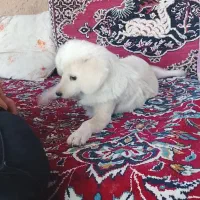 سگ پا کوتاه|سگ|آران و بیدگل, |دیوار