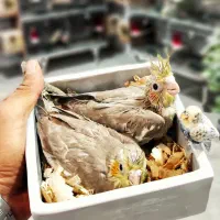 جوجه عروس هلندی|پرنده|اصفهان, جلفا|دیوار