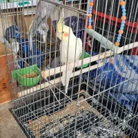 عروس هلندی|پرنده|اهر, |دیوار