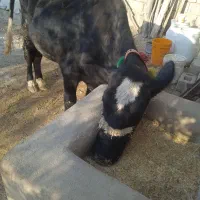 فروش گاو شیری|حیوانات مزرعه|ایذه, |دیوار