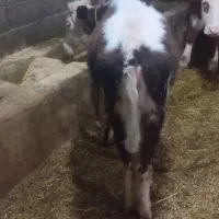 گوساله ماده|حیوانات مزرعه|نظر کهریزی, |دیوار