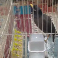 مینا سخنگو رام