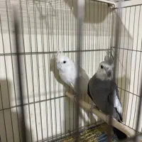 عروس هلندی طوطی برزیلی مولد