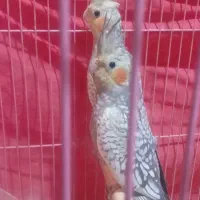 ۴تا عروس ۴ماه