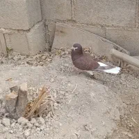 یه کفتر دونبی مادر عالی|پرنده|جم, |دیوار