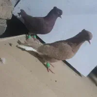 کفتر دم سفید|پرنده|نیشابور, باغرود|دیوار