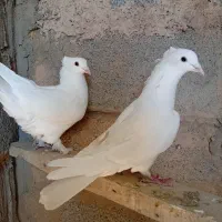 کبوتر|پرنده|آباده, |دیوار