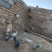 ۱۰عدد‌کبوتر‌تهرانی‌موقعیت‌جوین