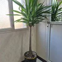 گل یوکا|گل و گیاه طبیعی|تهران, مطهری|دیوار