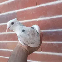 طوقی|پرنده|سیرجان, |دیوار