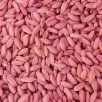 گندم بذر