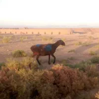 گوسفند جوان|حیوانات مزرعه|تربت جام, میان جام|دیوار