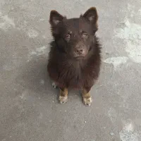 اشپیتز هاسکی