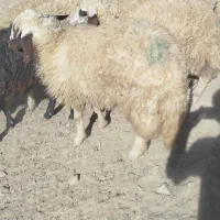 گوسفند شک|حیوانات مزرعه|حمیل, |دیوار