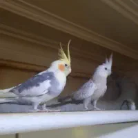 جفت عروس پاریس ۵ تخمه با قفس|پرنده|رامهرمز, |دیوار