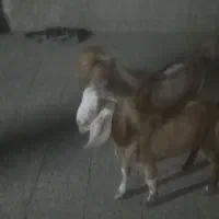 دوتا کعره نر