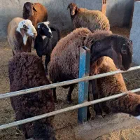 گوسفند نر پروار شده