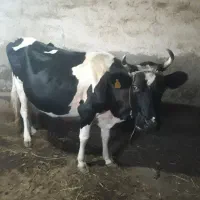 فروش فوری دو عدد گاو ماده
