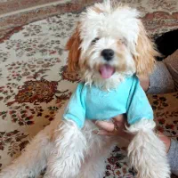 شیتزو کراس آلمانی بسیارشاداب وباهوش|سگ|تبریز, |دیوار