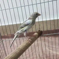 دو عدد قناری نر جونه