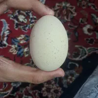تخم مرغ محلی