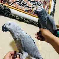 خرید وفروش طوطی راهب کاسکو ملنگو گرینچک|پرنده|قم, آزادگان|دیوار