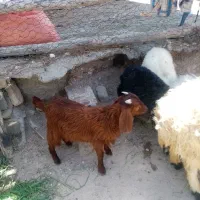 کره پاکستانی