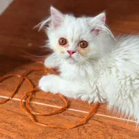 پرشین ماده
