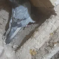 کبوتر|پرنده|سلطانیه, |دیوار