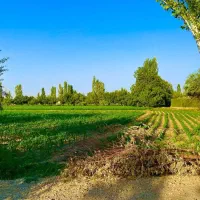 فروش زمین زراعی