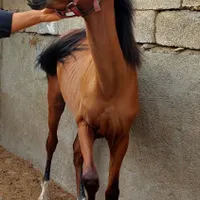کره نریان یک ساله(کره سزار محمودابادی)