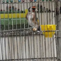 سهره نر و ماده