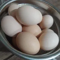 تخم مرغ ن. ط. ف. ه دار