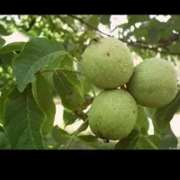 گردو کاغذی با بهترین کیفیت