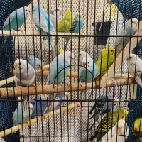 مرغ عشق خونگی مولد