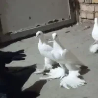 کفتر لوتو