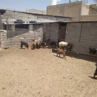 کهره و بره چاق