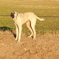 سگ پژدروکنگال مناسب گوسفندونگهبانی|سگ|بوکان, |دیوار