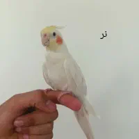 عروس هلندی جفت