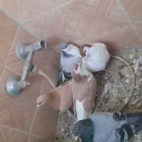 تعداد ۱۰تا کفتر|حیوانات|مشهد, فاطمیه|دیوار