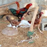 مرغ و خروس اصیل نژاد دار|حیوانات مزرعه|بمانی, |دیوار