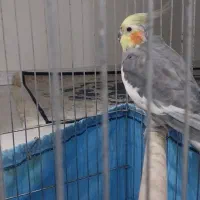 جفت عروس هلندی تخم گذار|پرنده|ری, سرتخت|دیوار