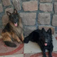 ژرمن شیپرد نروماده بلک وبلک فیس|سگ|تهران, مسعودیه|دیوار