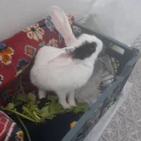 خرگوش