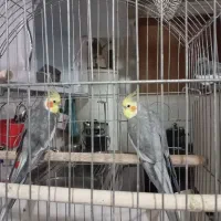 فروش عروس هلندی|پرنده|یزد, |دیوار